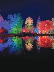 RHS Wisley Glow lit up trees
