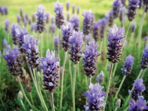Lavender plants